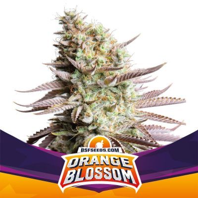 Orange Blossom Feminisiert