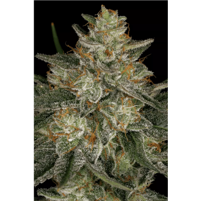 Dutch Kush Feminisiert