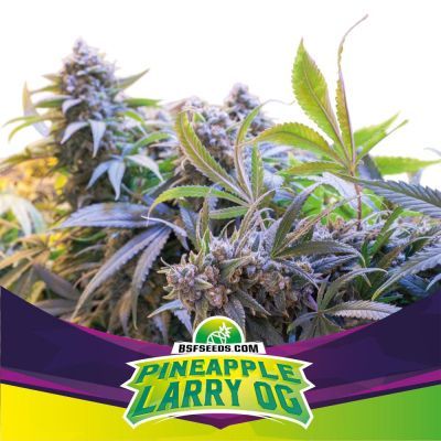 Pineapple Larry OG Feminisiert
