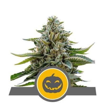 Pumpkin Kush Regulär 