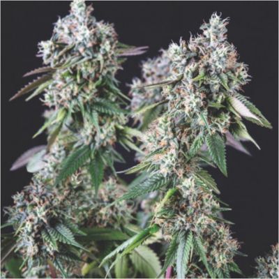 Mendocino Purple Kush Feminisiert