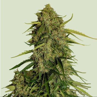 Atlas F1 Auto
