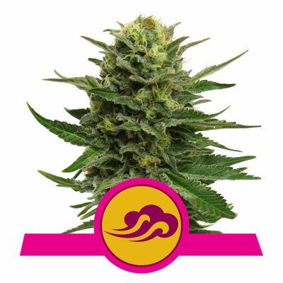 Blue Mystic Feminisiert