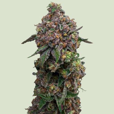 Cosmic Cheddar F1 Feminisiert