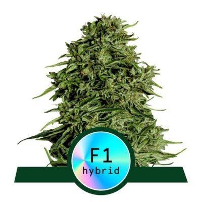 Cosmos F1 CBD Automatic