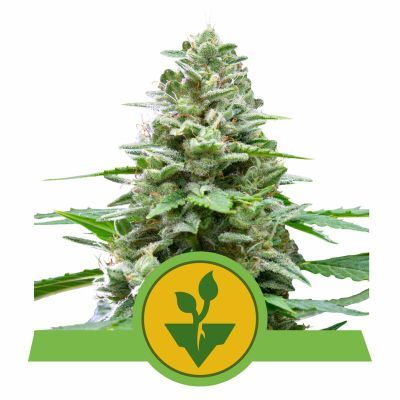 Easy Bud Automatic