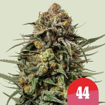 Gelato 44 Feminisiert
