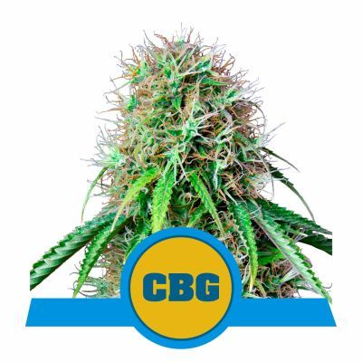 Royal CBG Automatic