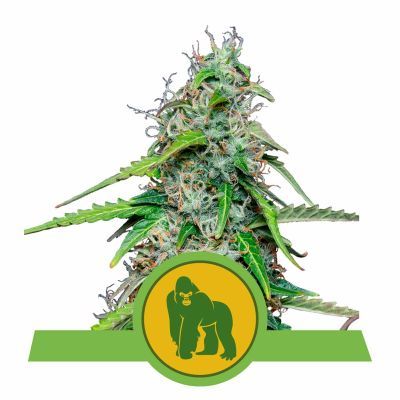 Royal Gorilla Automatic