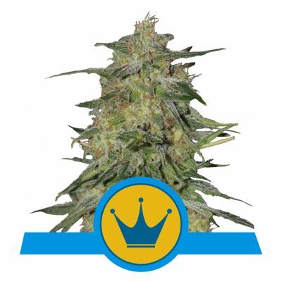 Royal Highness CBD Feminisiert