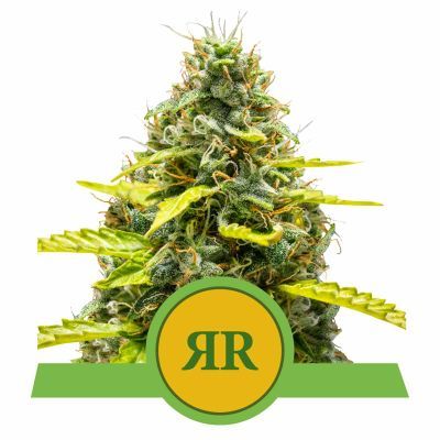 Royal Runtz Automatic