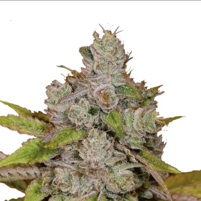 Monkey Glue Feminisiert