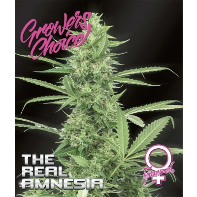 The Real Amnesia Auto