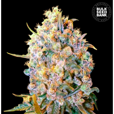 Bigger Bud Feminisiert