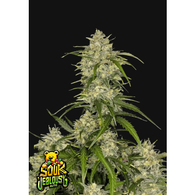 Sour Jealousy Auto