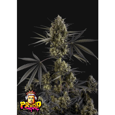 Pound Cake Auto