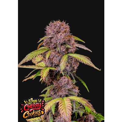 Lemon Cherry Cookies Auto