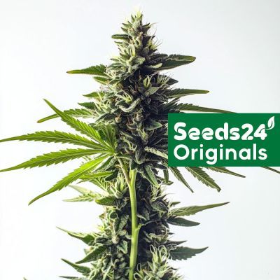 Green Poison F1 Auto