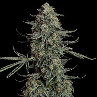 Blue Dream Auto