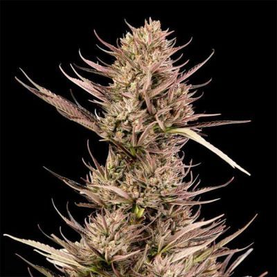 Garlic Muffin F1 Auto