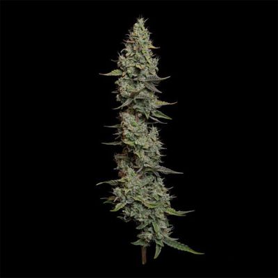 Wedding Cake Auto