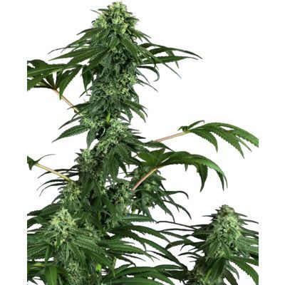 420 Punch Feminisiert