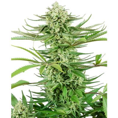 Cashew Kush Feminisiert