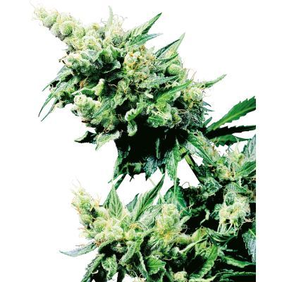 Hash Plant Regulär