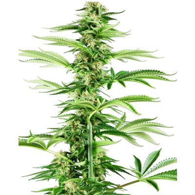 Honey Melon Haze Feminisiert
