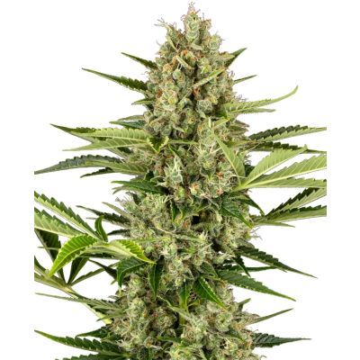 Jack Herer Auto