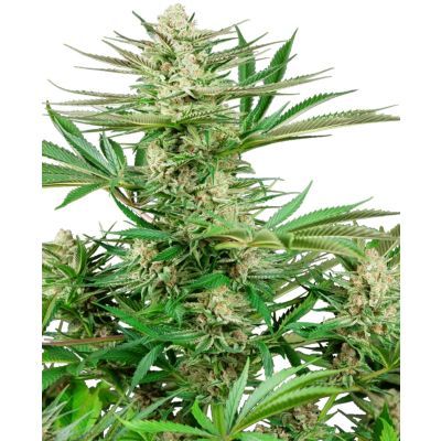 Malibu OG Gold Feminisiert
