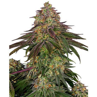 Sweet Cherry Kush Feminisiert