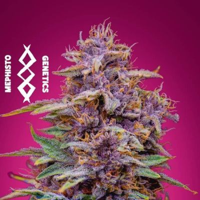 Strawberry Nuggets Auto