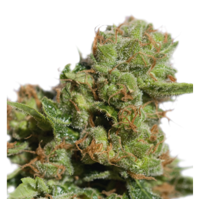Auto Bruce Lemon Diesel