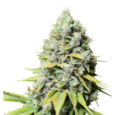 Kosher Haze Regulär