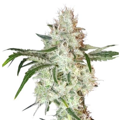 Lemon OG Feminisiert