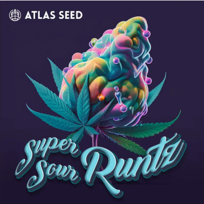Super Sour Runtz Feminisiert