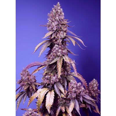 Black Muffin F1 Fast Feminisiert