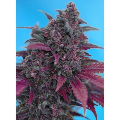Dark Devil Auto
