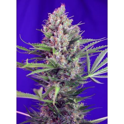 Cream Mandarine F1 Fast Version Feminisiert