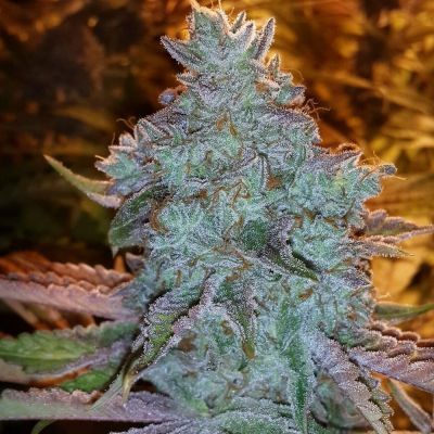 Girl Scout Cookies Feminisiert