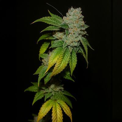Larry OG Kush Feminisiert