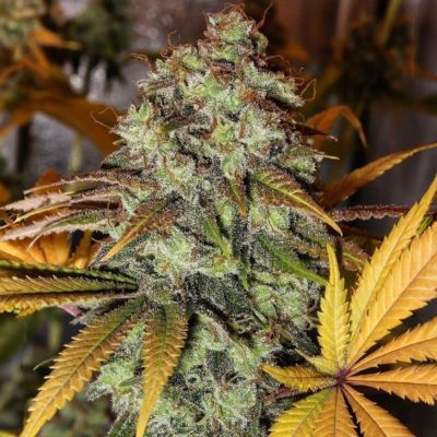 Strawberry OG Feminisiert