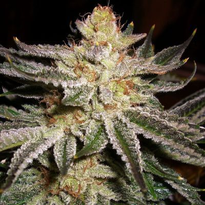 818 Headband (Sour OG) Feminisiert