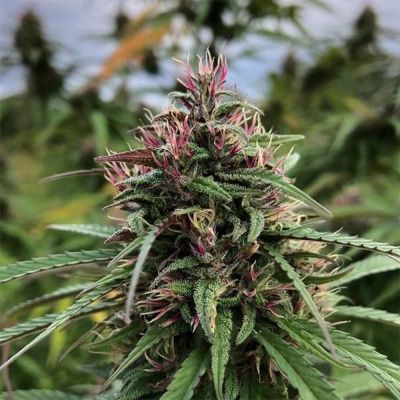 Boax-Hindu CBD Feminisiert