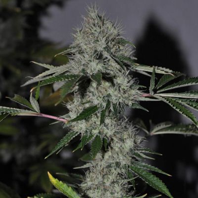 Chem 4 OG Feminisiert