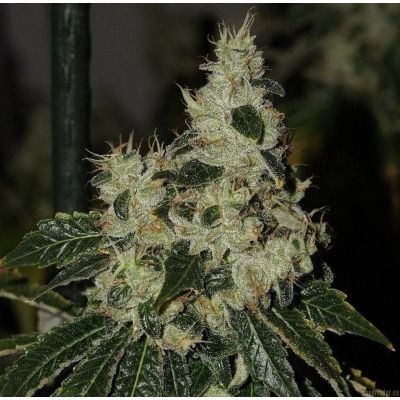 Chem 91 Feminisiert