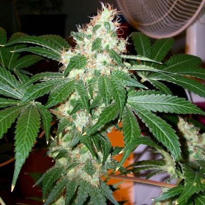 Chem Valley Kush Feminisiert