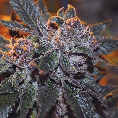 Corleone Kush Feminisiert