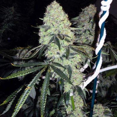 Deadhead OG Feminisiert